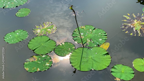 Lotus Leaves Nelumbo Nucifera Floating Tranquil Pond