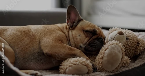 Fawn French Bulldog softly snoring with teddy bear on luxurious dog bed. Home, pet, serene.