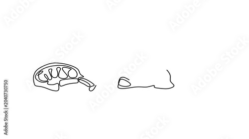 Animated self drawing of continuous line draw of  Meat Cuts Steak, Chop.   Full length one line animation. 4K	