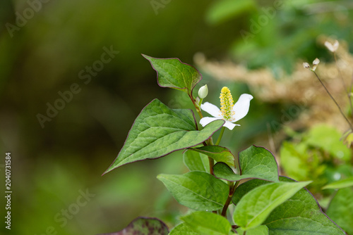 美しいドクダミの花