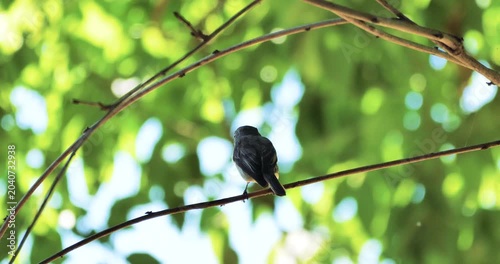 bird,asian brown flycatcher on a branch under tree shadow
