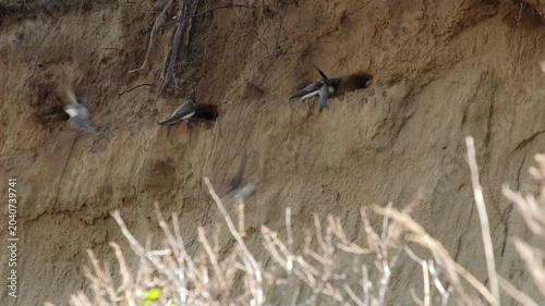 Swallows on a sandy cliff near their nesting holes.