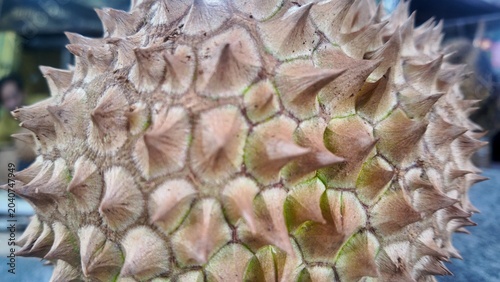 Photo of durian fruit with spiky skin and a distinctive smell, this fruit comes from Asia