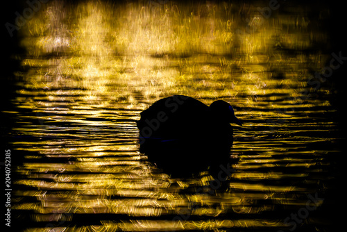 Photos Ein Blässhuhn, reduziert auf seine reine, kraftvolle Silhouette, gleitet als dunkler Schatten durch eine Oberfläche, die wie geschmolzenes Gold funkelt