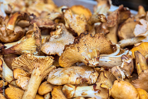 Photos Autumn harvest of chanterelle mushrooms in Tuscany showcases the region's rich s