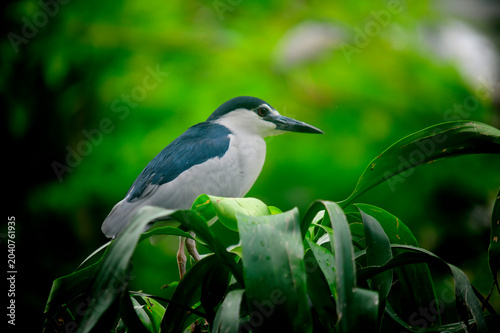 Black Crowned Night Heron with green background