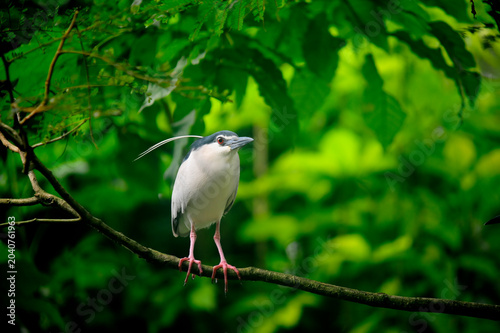 Black Crowned Night Heron with green background
