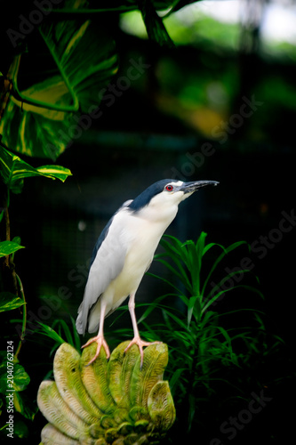 Black Crowned Night Heron with green background