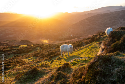 Photos The paps - County Cork - Ireland