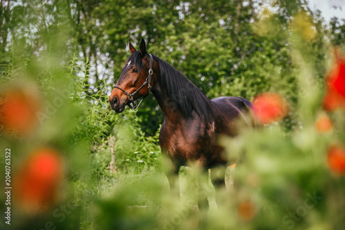 Obraz na płótnie Bay trotting horse with leather halter, poppies in front