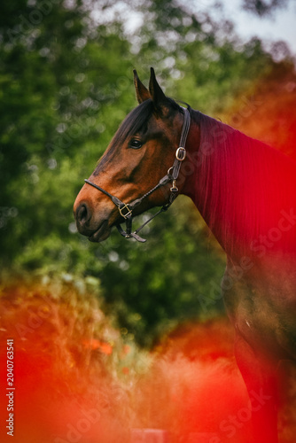 Bay horse with leather halter, poppies in front