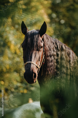 Portrait of a Murgese mare