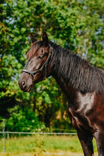 Three-year-old black mare in spring with a cavesson