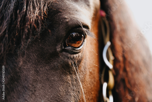 Eye of a black mare
