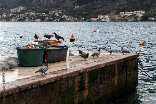 Pigeons gather on a small fishing pier in Dobrota, Bay of Kotor, Montenegro, beside nets and equipment on a cloudy spring day