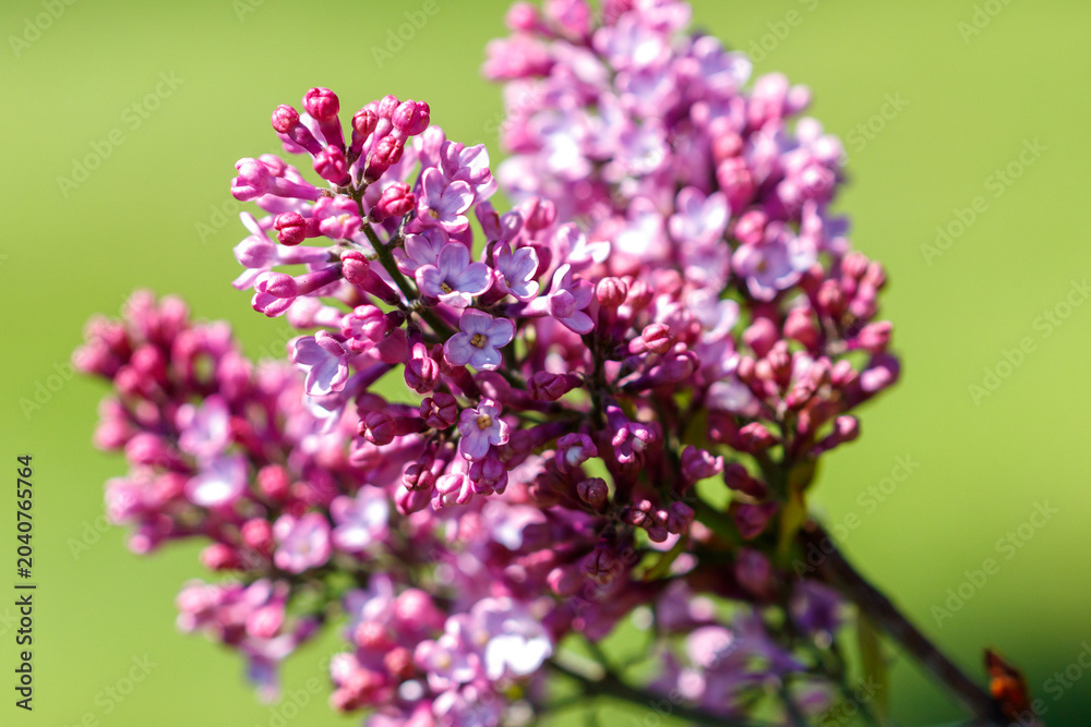 Obraz premium Close-up of fresh purple lilac buds on branch with blurred green backdrop