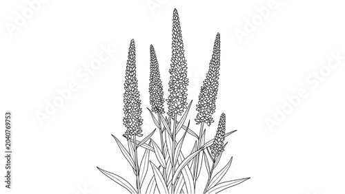 Photos 2D CAD Vector illustration of tall plants with long leaves and spiky flowers