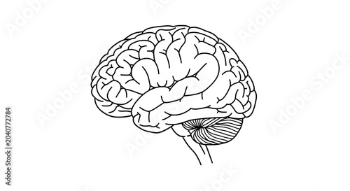 Foto Human Brain Anatomy Outline, Medical Illustration