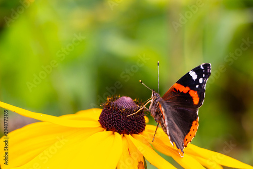 Bild auf Leinwand Autumn flowers