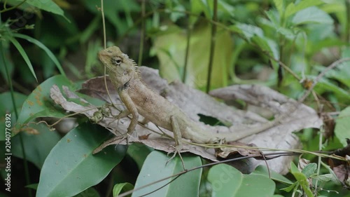 A brown lizard is perched on a bush. This type of lizard is commonly found in Thailand, throughout all regions.