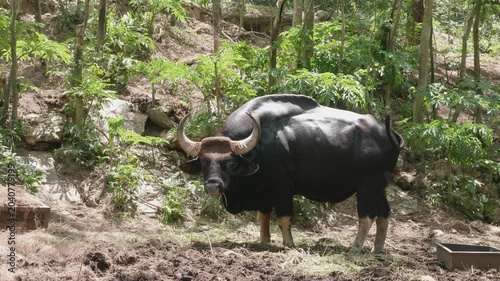 ฺBison ; The large bull is a protected wild animal and can be found in all regions of Thailand, and is becoming more easily seen in various zoos.