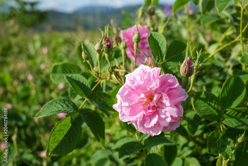 Rosa damascena. Damask rose. Oil-bearing rose. Bulgarian rose oil.