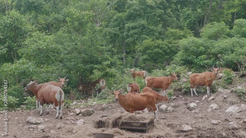 Banteng or red cow : The red cattle are a type of wild cattle found throughout East Asia, and are commonly seen in zoos or wildlife reserves in Thailand.