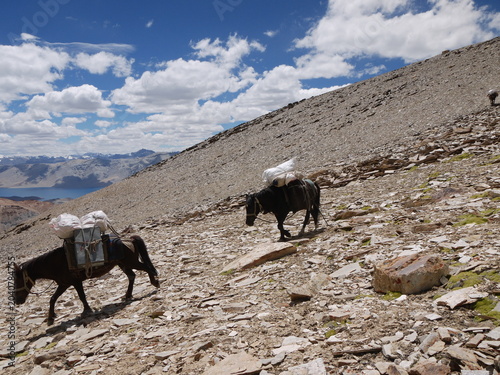 Foto Pack horses carrying heavy expedition gear walking down a steep rocky slope in the remote wilderness of Ladakh, Himalayas