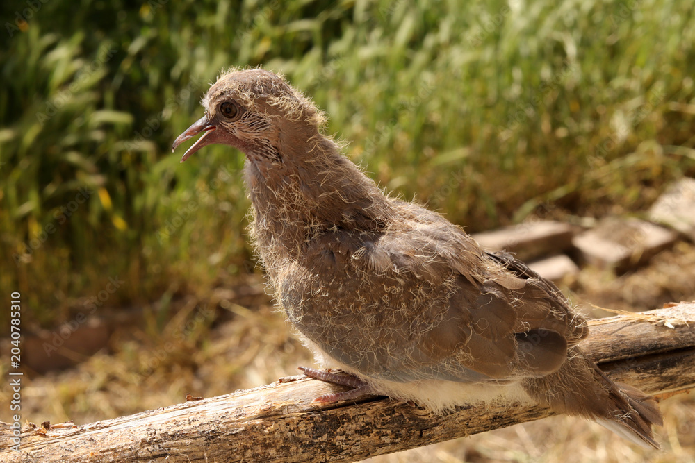 Fototapeta premium bird on a branch