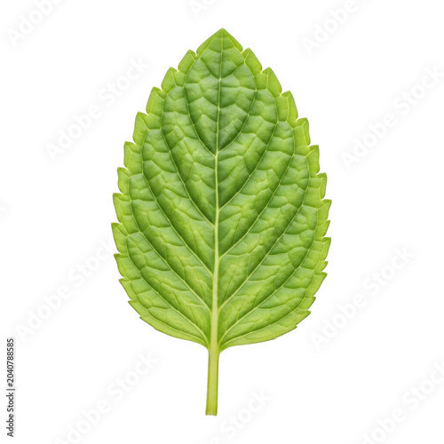 Green mint leaf isolated on white background