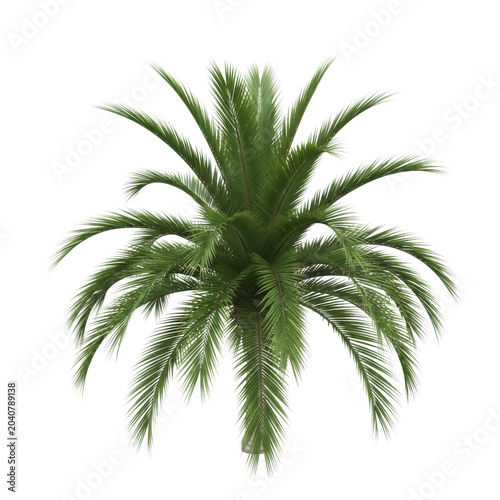 Green palm tree isolated on white background