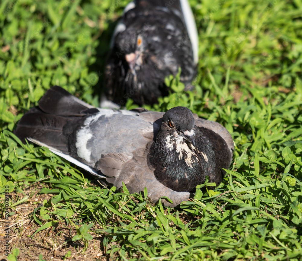 Fototapeta premium Two pigeons rest on vibrant green grass