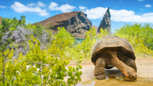Photos Galapagos Islands Ecuador giant tortoise walking on sandy ground near green shrubs and volcanic coast
