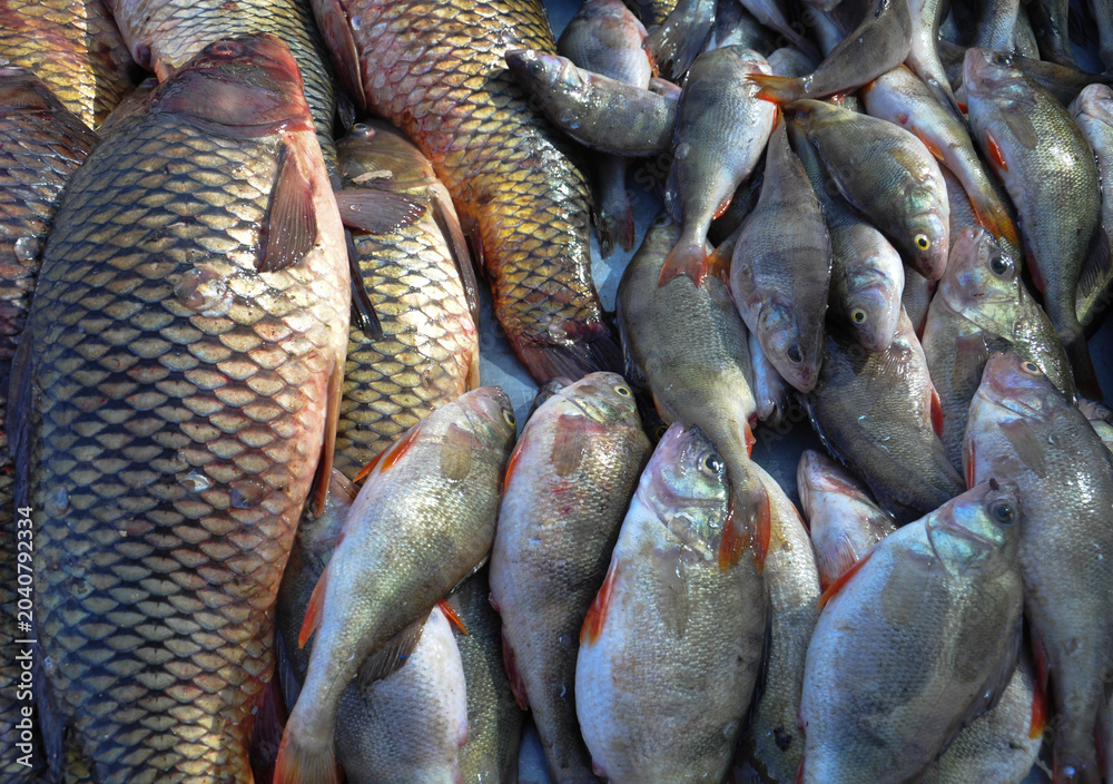 Fototapeta premium Fresh River Fish Catch at Market Close Up. Carp and Perch in Fresh Fish Harvest Close Up.