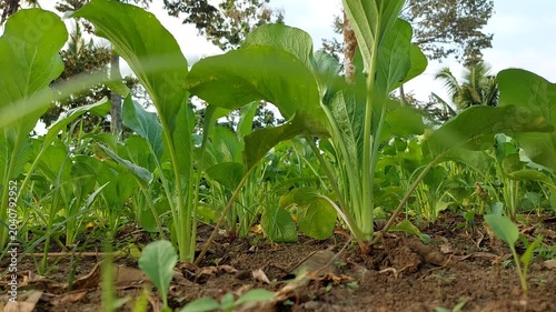 Fresh Green Mustard Caisim Growing in Organic Vegetable Garden, Healthy Caisin Plants in Agricultural Field