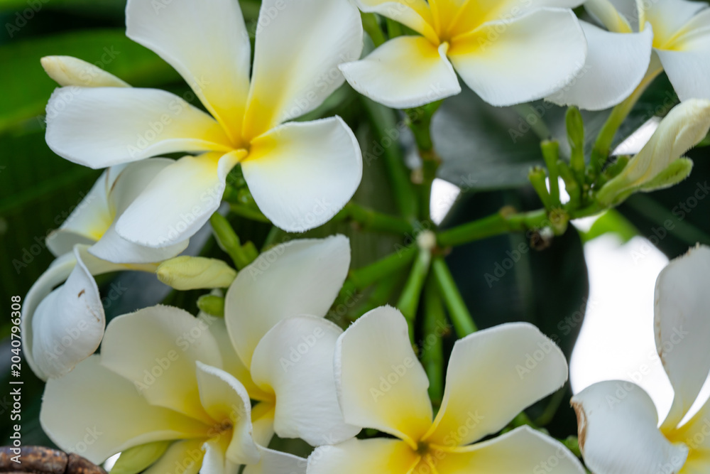 Obraz premium White and yellow plumeria flowers blooming on green foliage in tropical garden setting