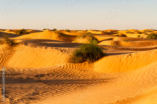 фотографія The Sahara Desert