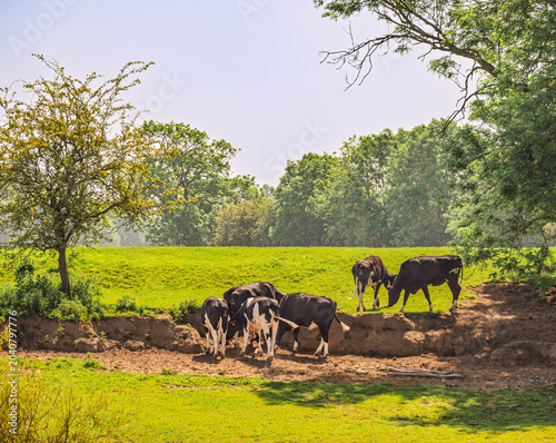 Cattle grazing in a field and trees are in distance.