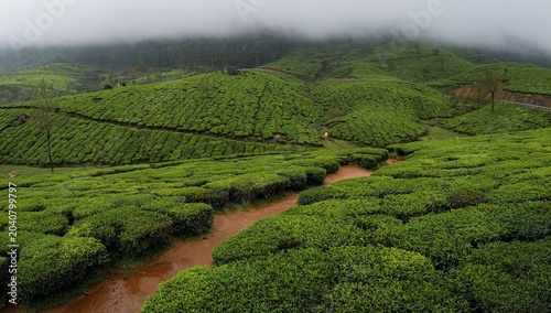 green tea plantation munnar india