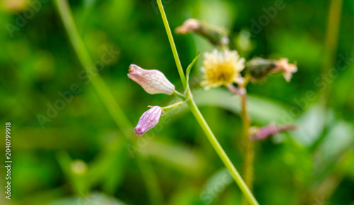 Tableau sur toile Silene vulgaris, the bladder campion or maidenstears, is a plant species of the genus Silene within the family Caryophyllaceae