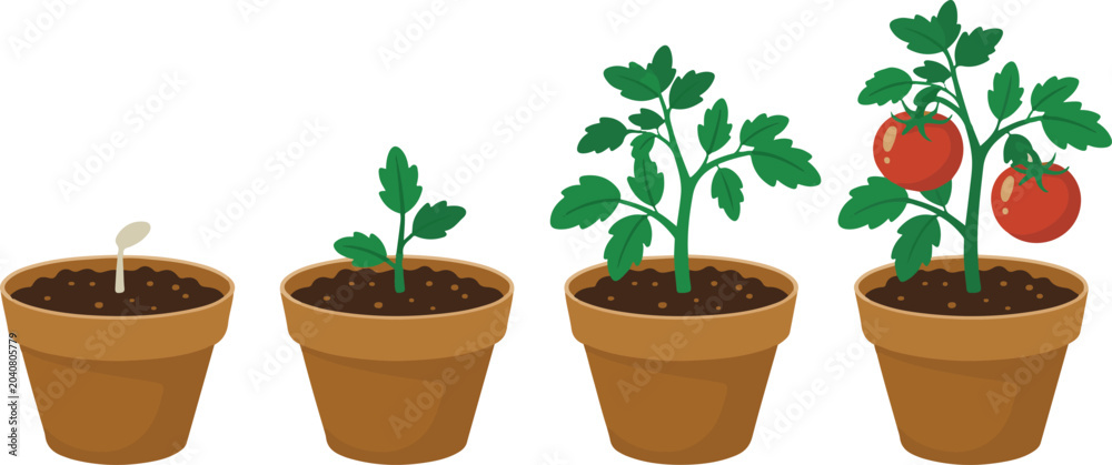 Fototapeta premium Tomato plant growth stages set showing seed germination through sprout development and flowering to mature ripening fruit in pot.