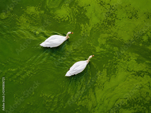 Two white swans swimming together on a calm green pond surface view from above in a natural park setting during summer