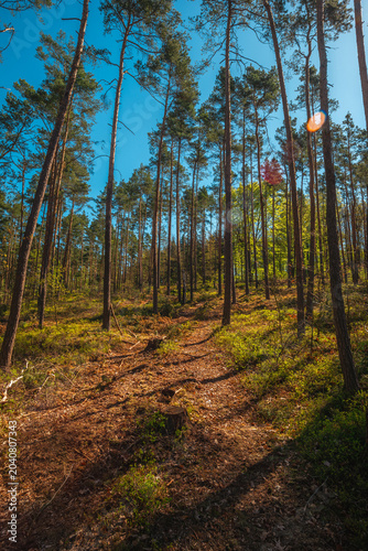 erene woodland landscape in a dense pine forest during a sunny spring day, featuring tall straight tree trunks, clear blue sky, and a forest floor scattered with dry branches and fresh green bushes.
