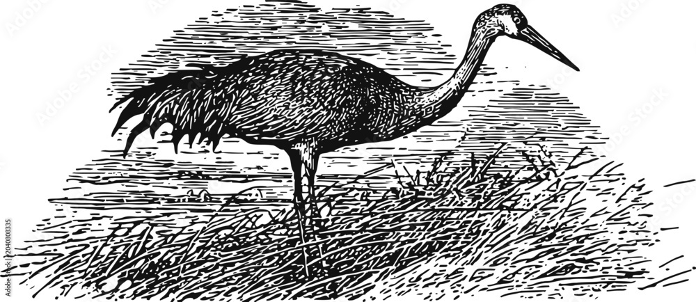 Naklejka premium Vintage engraving of a crane bird standing in marsh grass detailed black and white illustration