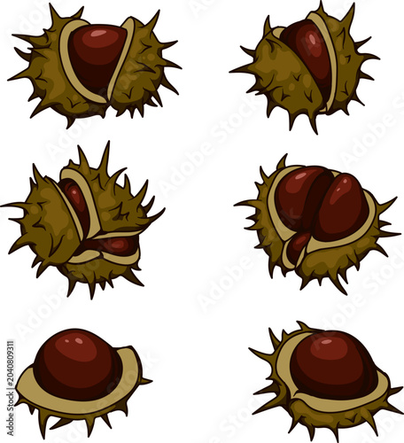 Fotografi Set of six vector horse chestnuts in a prickly shell.
