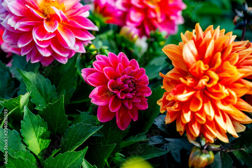 Foto Dahlia is a genus of bushy, tuberous, herbaceous perennial plants native to Mexico and Central America