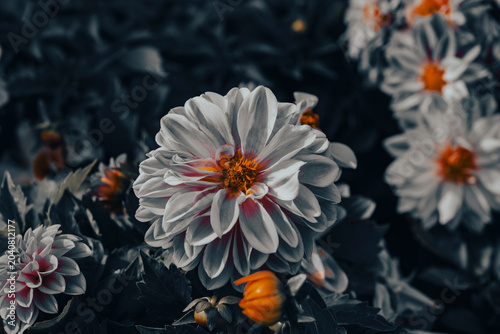 Photos Dahlia is a genus of bushy, tuberous, herbaceous perennial plants native to Mexico and Central America