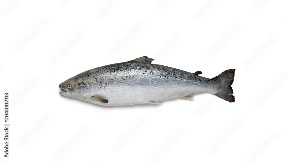 Obraz premium Fresh Atlantic Salmon Fish Isolated on Transparent Background Image for Commercial Use