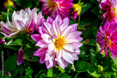 Foto Dahlia is a genus of bushy, tuberous, herbaceous perennial plants native to Mexico and Central America