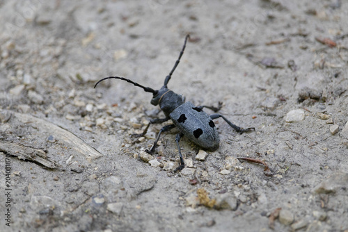 Bild auf Leinwand Grey Longhorn Beetle (Morimus funereus) on Sandy Ground — Macro Wildlife Photogr